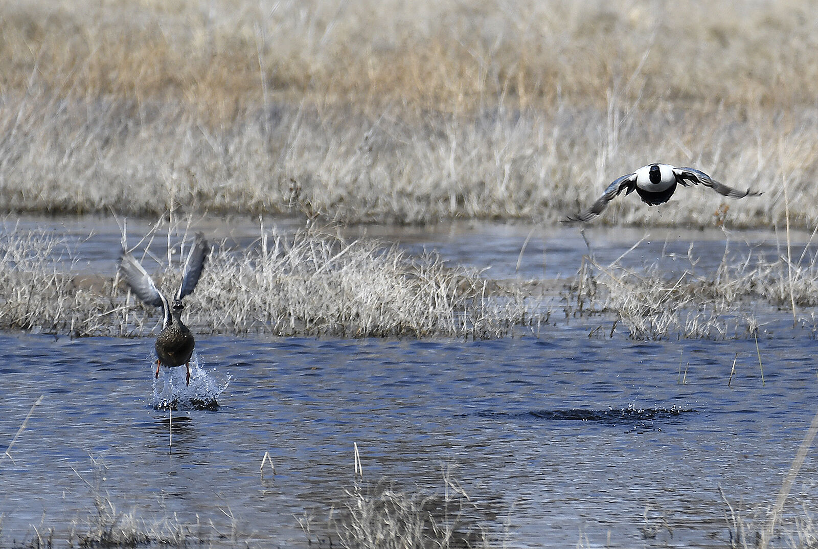 Salt Plains nacionalinis laukinės gamtos prieglobstis